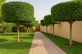 افضل شركة قص اشجار الكويت للايجار01011506101 لللللل